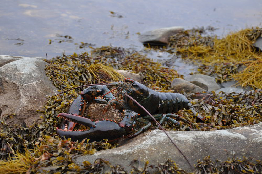 Tangier Lobster - Lobster on Rockweed on Nova Scotia Shoreline